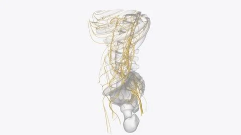 The peripheral nervous system consists of the nerves that branch out from t.. イラスト素材