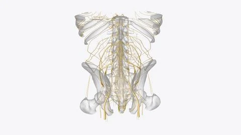 The peripheral nervous system consists of the nerves that branch out from t.. Stock Photos
