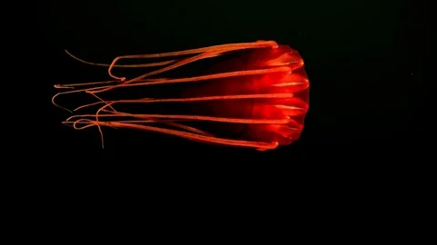 Periphylla Periphylla /Helmet jellyfish Stock Footage