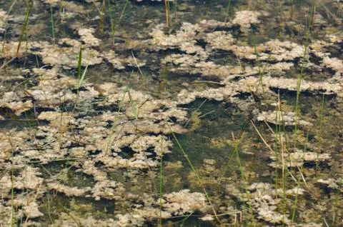 Periphyton Stock Photos