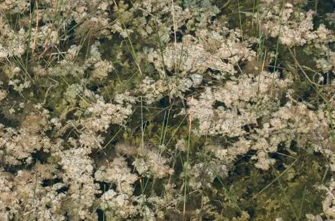 Periphyton Stock Photos
