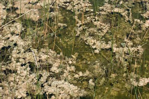 Periphyton Stock Photos
