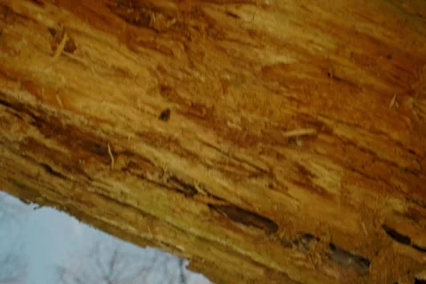 A periprobe lens shot moving through the rotting trunks of dead trees. Stock Footage 333861297