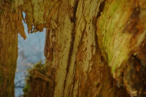 A periprobe lens shot moving through the rotting trunks of dead trees. Stock Footage 333861483