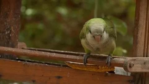 Periquito bird Stock Footage 100648917