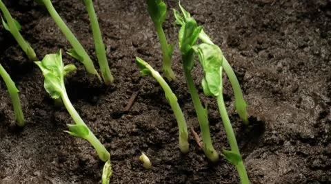 Perished sprouts Stock Footage 8977125