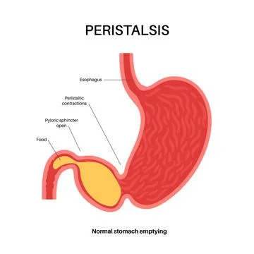 Peristalsis movement poster Stock Illustration