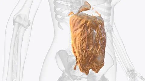 The peritoneum is a continuous membrane which lines the abdominal cavity and  Stock Illustration