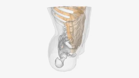 The peritoneum is the serous membrane that lines the abdominal cavity Stock Illustration