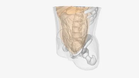 The peritoneum is the serous membrane that lines the abdominal cavity Stock Illustration