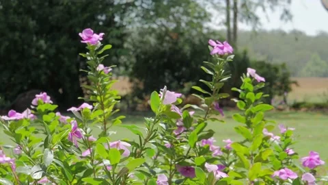 Periwinkel in the breeze Stock Footage 168388542