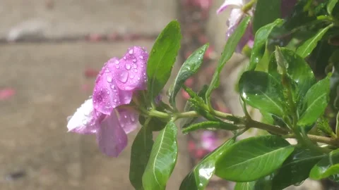 Periwinkle Being Watered Stock Footage 205510692