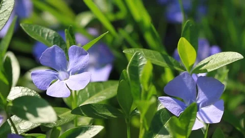 Periwinkle blooms in the spring garden Stock Footage 97231148