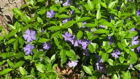 Periwinkle blossom, springtime outdoor theme Stock Footage 154176592