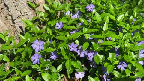Periwinkle blossom, springtime outdoor theme Stock Footage 154176596