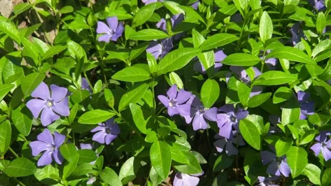 Periwinkle blossom, springtime outdoor theme Stock Footage 154176611