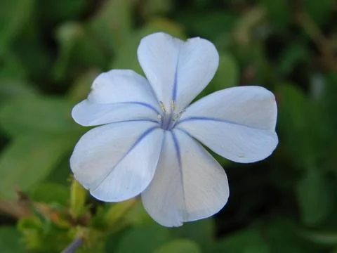 Periwinkle Blue 스톡 사진