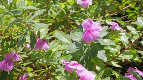 Periwinkle close up Stockbeeldmateriaal 168388533