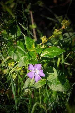 Periwinkle Flower among Spring Grass, Montefabbri, Marche, Italy 스톡 사진