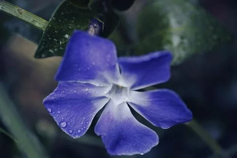 Periwinkle flower close-up Stock Photos