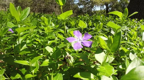 Periwinkle Flower Vídeo Stock 49061493