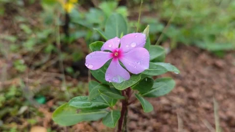 Periwinkle Flower Video stock 297597100