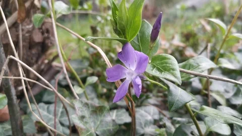 Periwinkle flower in the garden Video stock 130380587