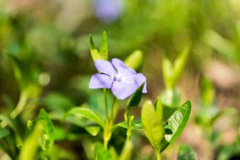 Periwinkle flower growing Stock Photos