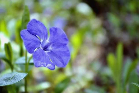 Periwinkle flower Фото