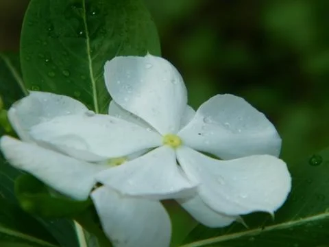 Periwinkle flower Stock Photos