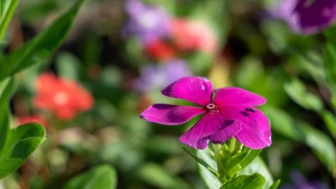 Periwinkle Flower Stock Photos