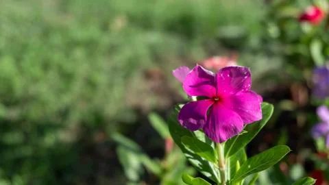 Periwinkle Flower Photos