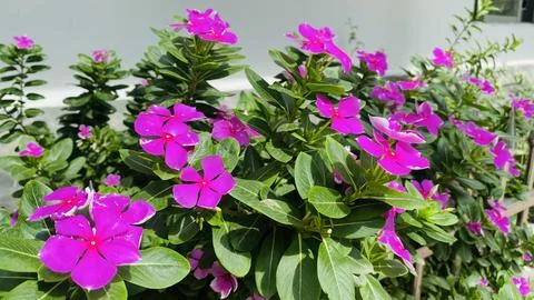 Periwinkle flower Stock Photos