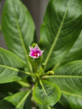 The Periwinkle Flower Stock Photos