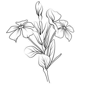 Periwinkle flower vector art, elements summer collection, hand-painted vinca Stock Illustration