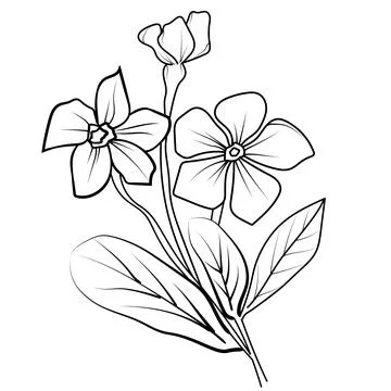 Periwinkle flower vector elements winter collection, hand-painted Periwinkle Illustrazione stock