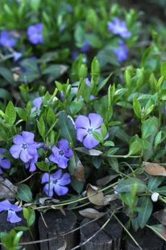 Periwinkle flowering Stock Photos