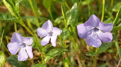 Periwinkle flowers Stock Footage 5297627