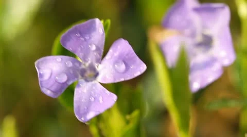 Periwinkle flowers Stock-Footage 22142345
