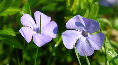 Periwinkle Flowers Stock-Footage 37378861