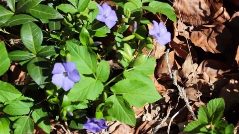 Periwinkle flowers Stock Footage 75630457