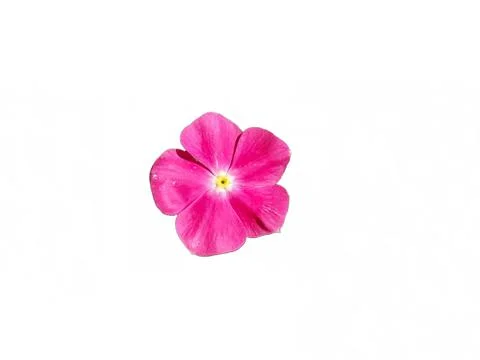 Periwinkle flowers isolated on white background Stock Photos