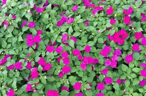 Periwinkle flowers Foto stock