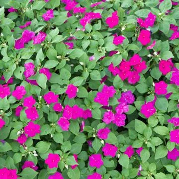 Periwinkle flowers Stock Photos