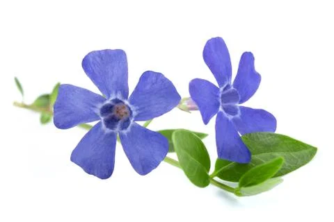 Periwinkle  flowers Stock Photos