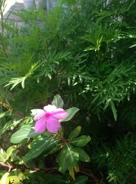 Periwinkle flowers Stock Photos