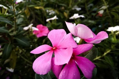 Periwinkle Flowers Stock Photos