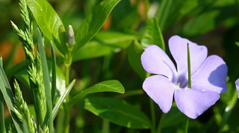 Periwinkle flowers  with slider Stock-Footage 37557944