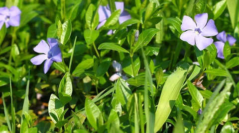 Periwinkle Flowers with Slider Stock-Footage 37798931