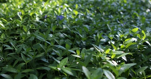 Periwinkle grass in morning Stock Footage 108434493